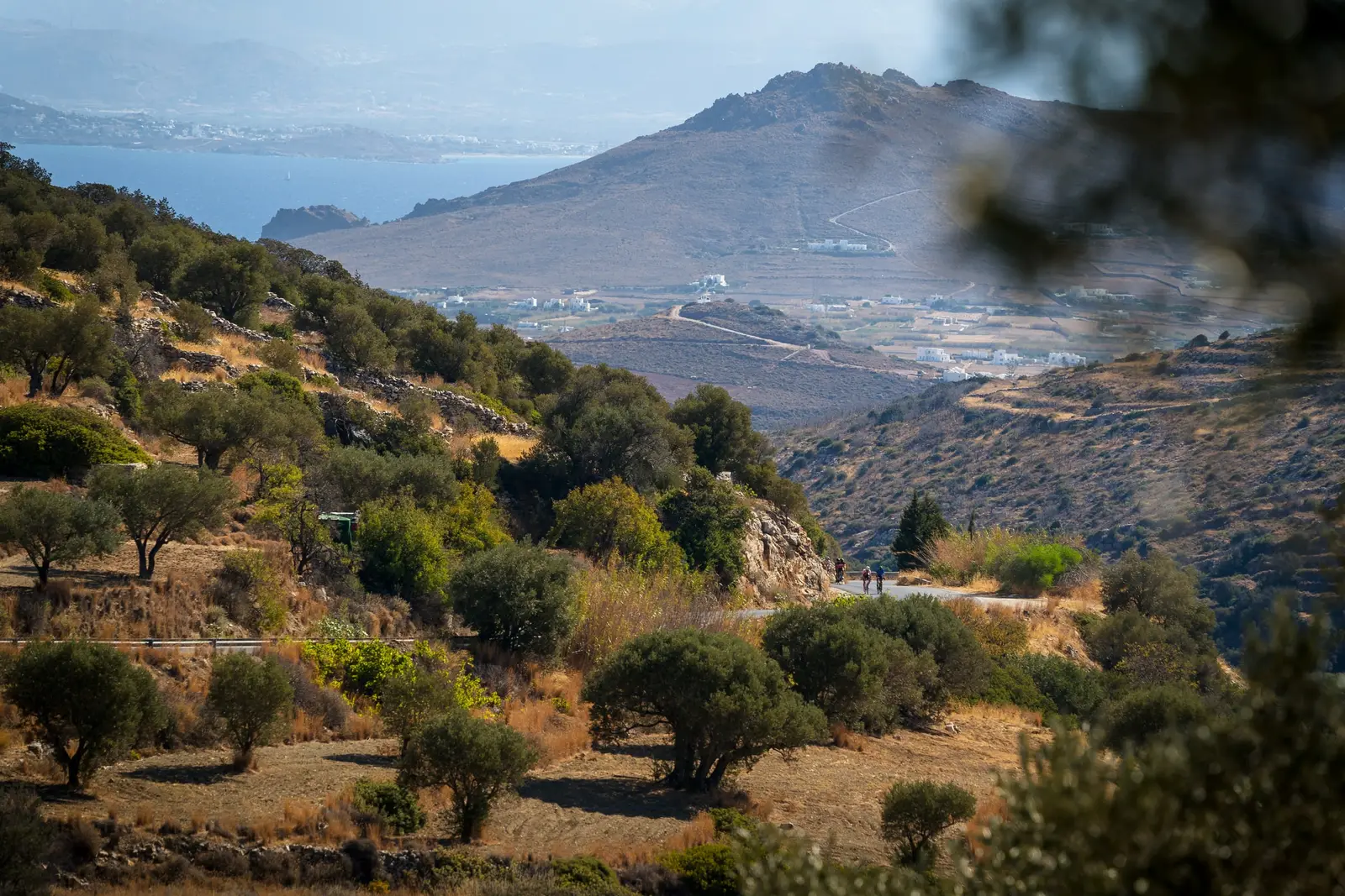 Olive trees on a hillside above a bay, with hills and a white town beyond