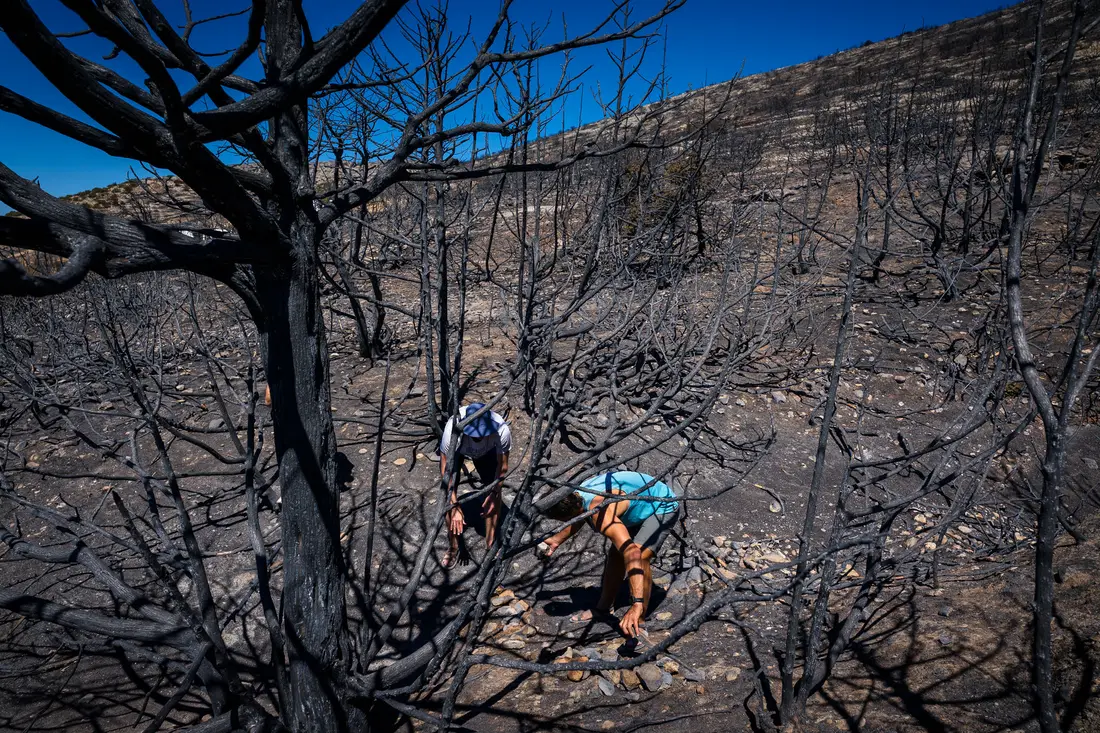 Two people bent over among the black trunks of a burnt forest, placing stones