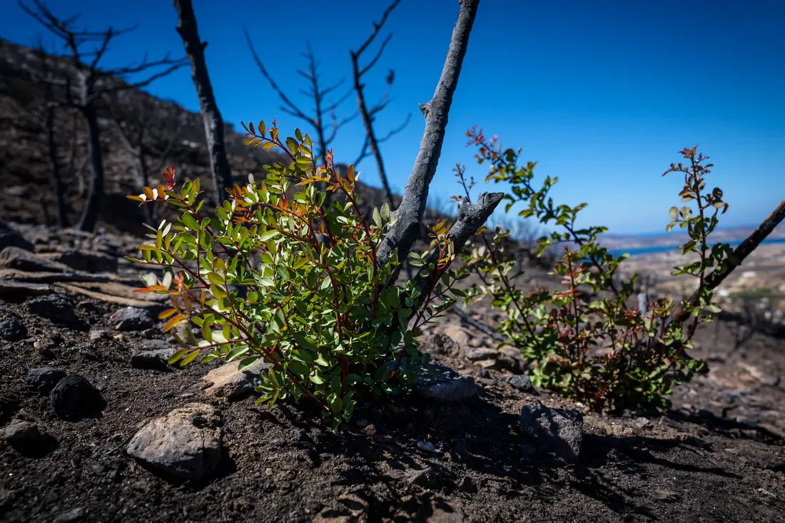 Green shrubs with red-tipped leaves growing back between burnt trunks