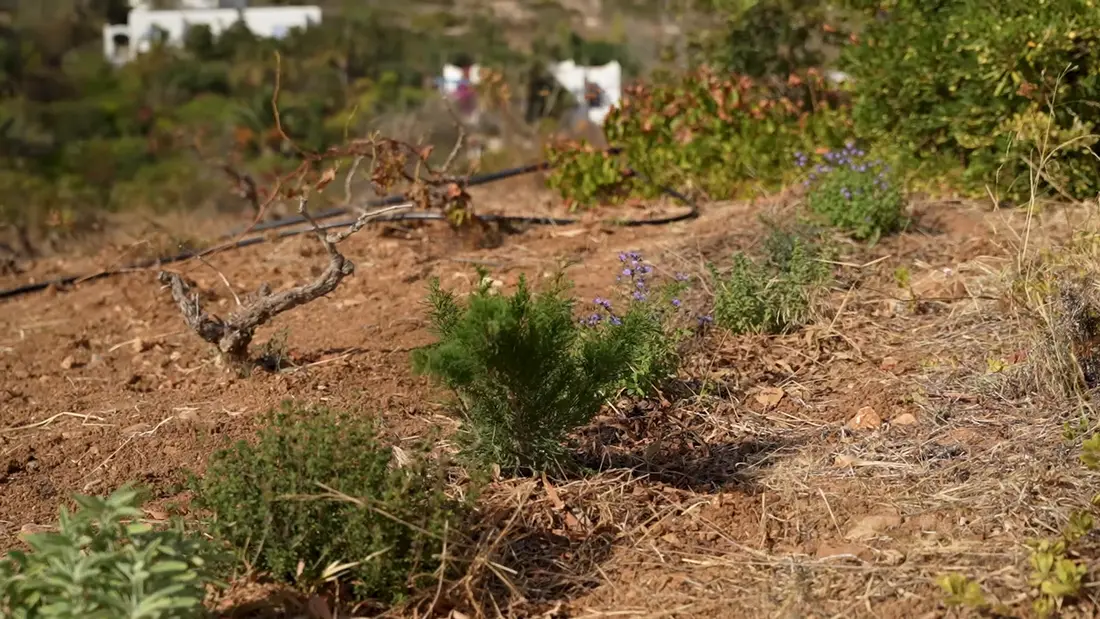 Young shrubs and herbs newly planted in a freshly worked bed of red-brown soil