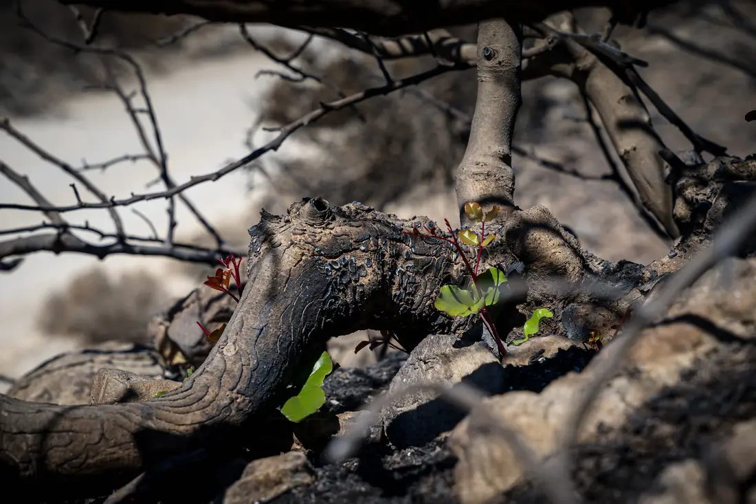A small green shoot growing from a charred, twisted trunk
