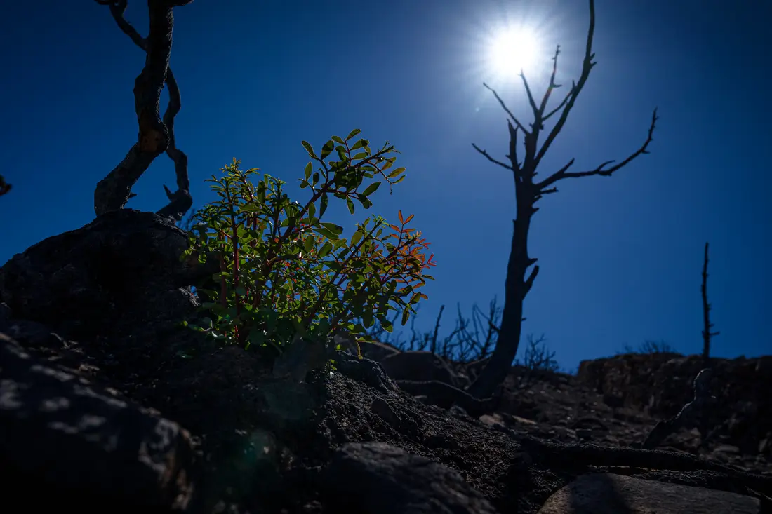 A green shrub regrowing on a burnt ridge, a dead tree and the sun in a deep-blue sky
