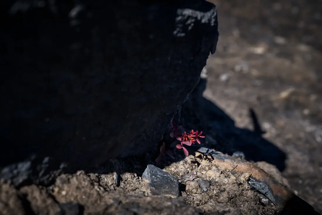Small red shoots sprouting beside a dark rock on burnt ground