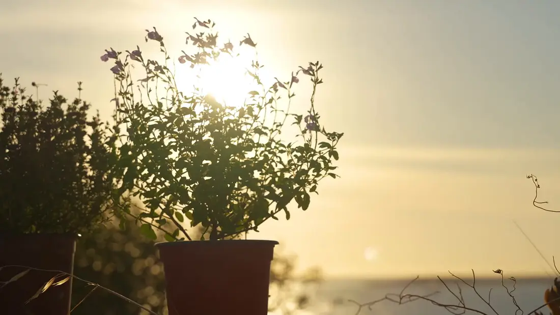 Potted flowering plants backlit by a low sun, the sea behind