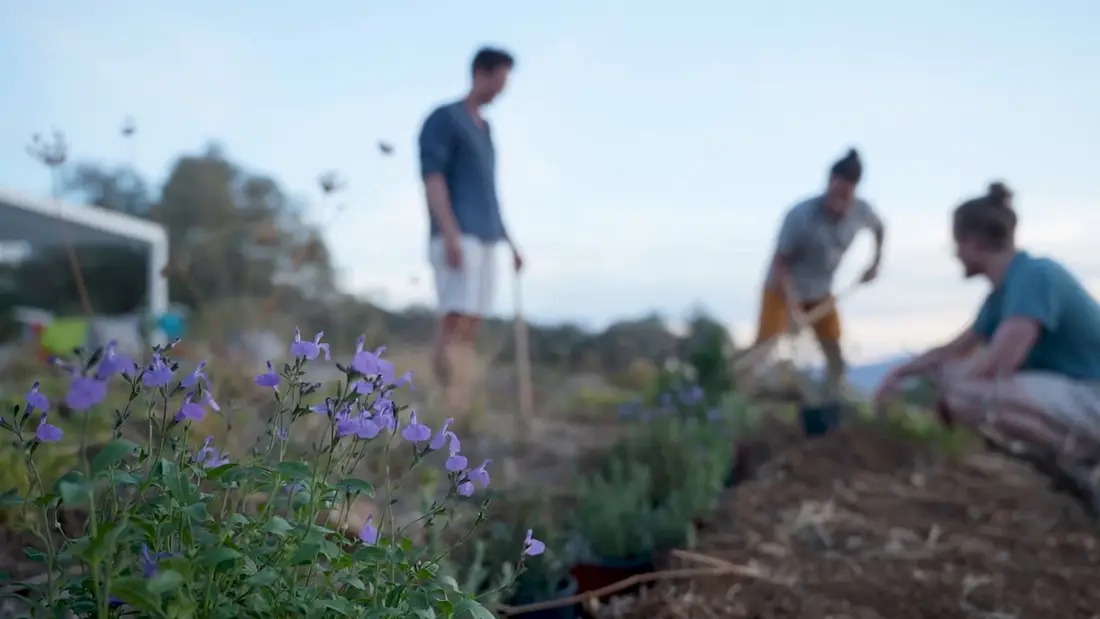 Purple flowering plants beside a freshly dug bed, three people planting and digging behind