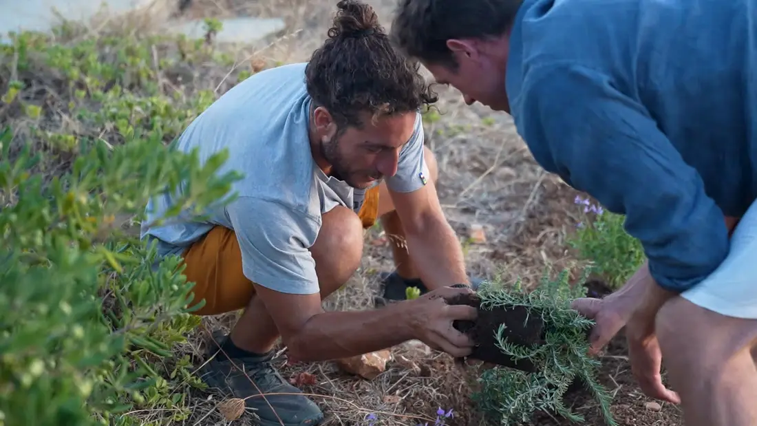 Two men crouching to set a young plant with its root ball into the soil together