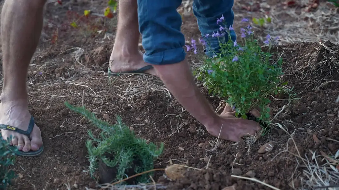 A hand pressing soil around a newly planted purple-flowering plant