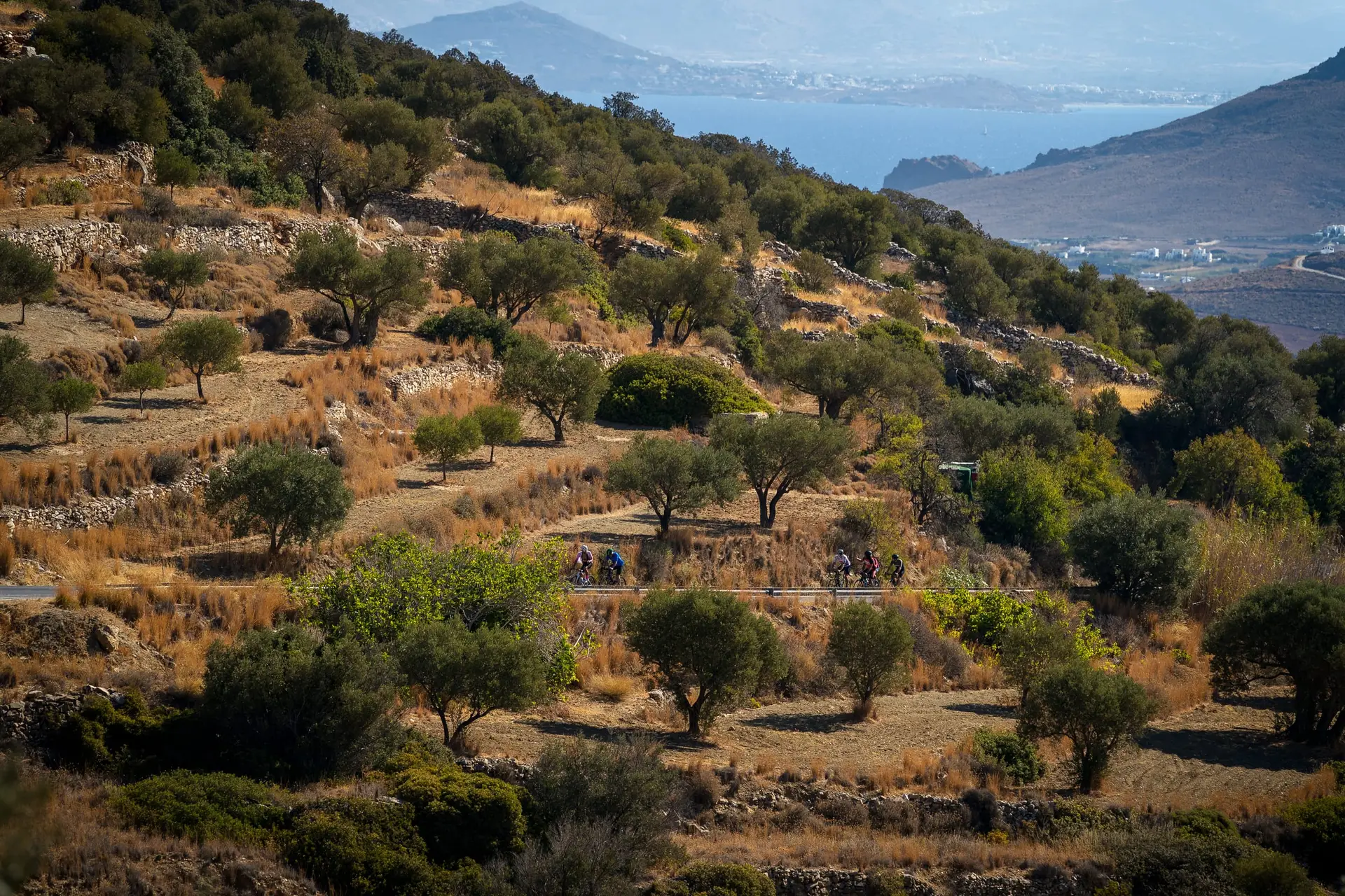 Olive trees on terraced hills on Paros, a small group of cyclists on the road, the sea and mountains beyond